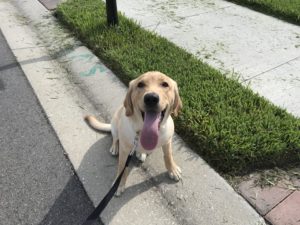 #dogsofbarkbusters ##FortMyersK9 #Labradors #LabLife