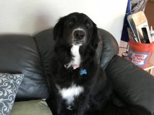 #dogsofbarkbusters. #fortmyersk9. #muttlife