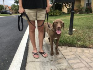 #dogsofbarkbusters. #fortmyersk9