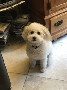 #dogsofbarkbusters. #fortmyersk9