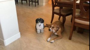 #ShihTzu #fortmyersk9 #hound