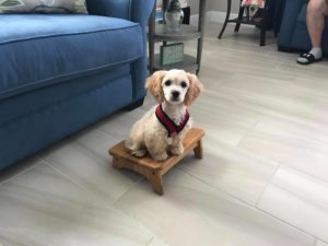 #cavachon #fortmyersk9