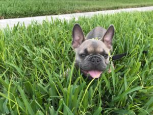 #frenchbulldog #feenchiesofinstagram#fortmyersk9 #dogsofbarkbusters #soeakdog #speakdogchangeyourlife