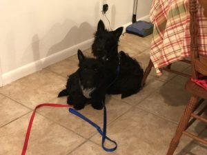 #Scottie. #ScottishTerrier. #FortMyersK9. #dogsofbarkbusters