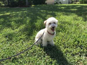 #dogsofbarkbusters. #fortmyersk9. #Boodle. #bichon. #poodle