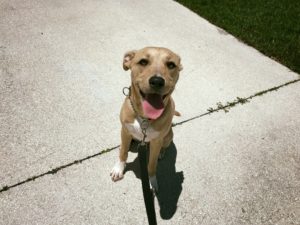 #lablife. #muttlife. #dogsofbarkbusters. #fortmyersk9