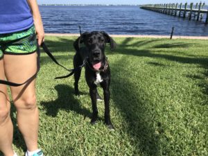 #fortmyersk9. #greatdane. #dogsofbarkbusters. #puppy