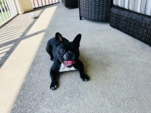 #frenchie. #dogsofbarkbusters. #fortmyersk9