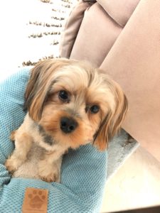 #fortmyersk9 #yorkie #yorkiesofinstagram #dogsofbarkbusters #speakdog #speakdogchangeyourlife #speakdogthebarkbustersway