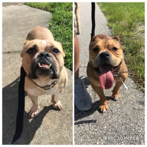 #pitlife. #amstaff. #dogsofbarkbusters. #fortmyersk9. #siblingrivalry