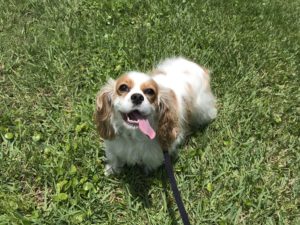 #fortmyersk9. #dogsofbarkbusters. #cockerspaniel. #cavalierkingcharles. #cockalier