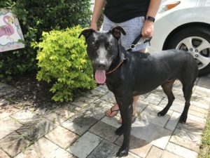 #fortmyersk9 #labmix #shepherdmix #speakdog #nopulling #nojumper #dogsofbarkbusters