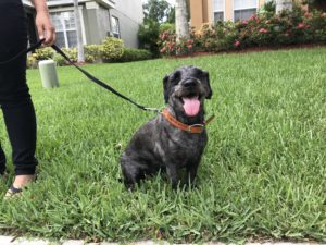 #scottie. #scottishterrier. #speakdog. #speakdogchangeyourlife #fortmyersk9. #dogsofbarkbusters