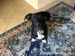 #lab. #dachshund. #fortmyersk9. #dogsofbarkbusters