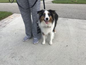 #miniatureaustralianshepherd