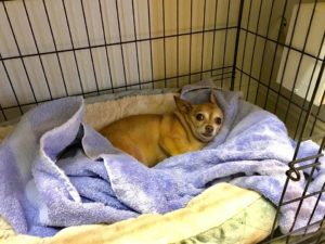 #chihuahua #dogsofbarkbusters #fortmyersk9