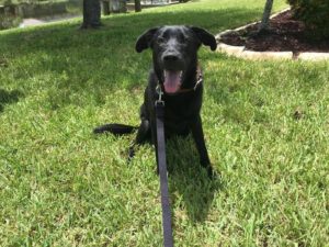 #siblingrivalry #labmix #goldenmix #aggression #fortmyersk9 #dogsofbarkbusters