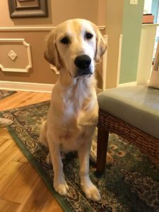 #goldenretriever #bostoncream #fortmyersk9 #dogsofbarkbusters