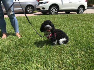 #cockapoo #dogsofbarkbusters #fortmyersk9