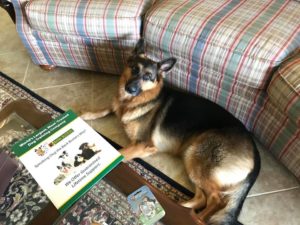 #gsd #germanshepherddog #ocd #lightdisorders #fortmyersk9 #dogsofbarkbusters