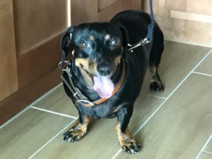 #dachshund #fortmyersk9