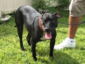 #dogsofbarkbusters #fortmyersk9 #lablife #staffie