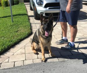 #germanshepherd #fortmyersk9