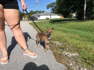 #chihuahua #fortmyersk9 #dogsofbarkbusters