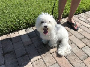 #maltese. #fortmyersk9. #dogsofbarkbusters. #speakdog. #barkbusters. #speakdogchangeyourlife. #speakdogthebarkbustersway