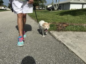 #terriermix. #fortmyersk9. #dogsofbarkbusters