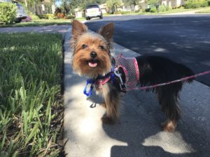 #fortmyersk9. #yorkie. #yorkshireterrier. #dogsofbarkbusters