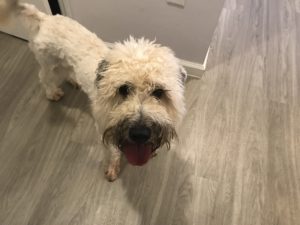 #wheatenterrier #wheatensofinstagram #wheatengreetin #fortmyersk9 #dogsofbarkbusters #speakdog #speakdogchangeyourlife #speakdogthebarkbustersway