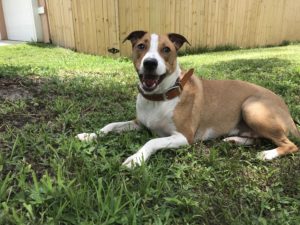 #JRTmix #dogsofbarkbusters. #fortmyersk9