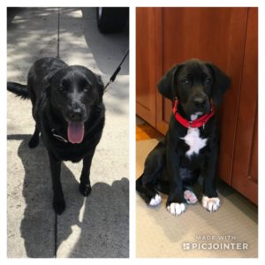 #labmix. #lablife. #captainsforcleanwaters. #dogsofbarkbusters. #fortmyersk9