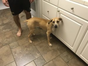 #hound #houndmix #fortmyersk9 #speakdogthebarkbustersway #speakdogchangeyourlife #speakdog