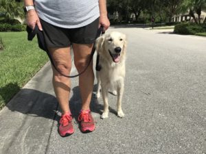 #groodle. #goldendoodle. #fortmyersk9. #dogsofbarkbusters