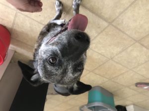 #fortmyersk9 #dogsofbarkbusters #thunderstorm #anxiety #thunderstormanxiety #speakdogchangeyourlife #speakdog #speakdogthebarkbustersway