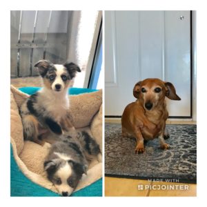 #MiniatureAustralianShepherd. #MiniatureDachshund. #fortmyersk9. #dogsofbarkbusters