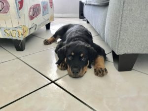 #fortmyersk9. #dogsofbarkbusters.