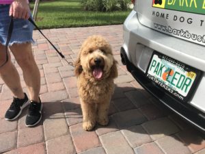 #groodle. #dogsofbarkbusters. #fortmyersk9