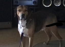 #hounddog. #fortmyersk9