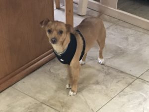 #chihuahua. #chihuahuamix. #anklebiter. #barking. #fortmyersk9. #dogsofbarkbusters