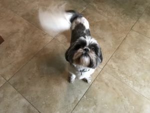 #shihtzu. #fortmyersk9