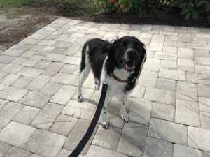 #brittanyspaniel. #fortmyersk9. #dogsofbarkbusters