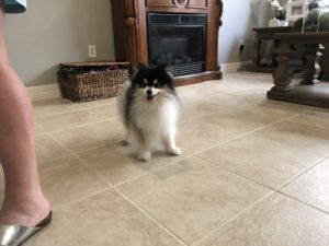 #pomeranian #pomeraniansofinstagram #tombstone #tombstonemovie #imyourhuckleberry #fortmyersk9 #dogsofbarkbusters