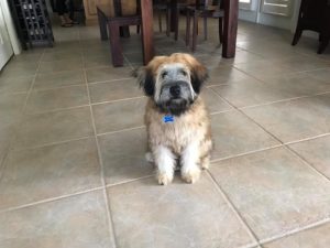 #wheaten #fortmyersk9 #dogsofbarkbusters