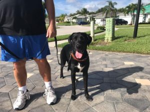 #lablife #labrador #fortmyersk9 #dogsofbarkbusters