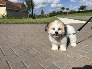 #dogsofbarkbusters. #fortmyersk9. #shihchon