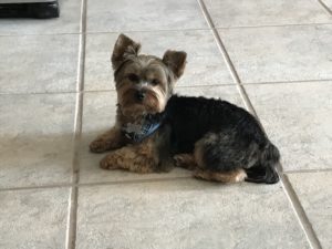 #Yorkie. #YorkshireTerrier. #DogsofBarkBusters. #FortMyersK9