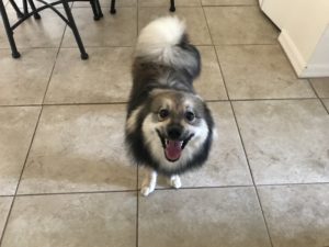 #pomsky